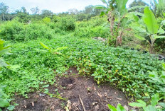 Tanaman Kangkung Tumbuh Subur di Pekarangan Rumah 