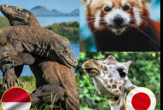 Indonesia Pinjamkan Dua Komodo ke Jepang Ditukar Panda Merah dan Jerapah
