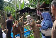 Jelang Ramadhan Pemkab Lahat Perketat Pengawasan Ternak