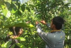 Harga Kopi Naik Tipis, Harapan Petani Empat Lawang Kian Pekat