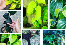 Selain Sebagai Tanaman Obat, Inilah 3 Manfaat Sirih dalam Dunia Spritual