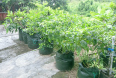 Warga Desa Mekar Jaya Manfaatkan Lahan Terbatas untuk Wujudkan Ketahanan Pangan