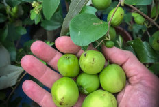 Ternyata Ini Manfaat Kesehatan Dari Buah Bidara