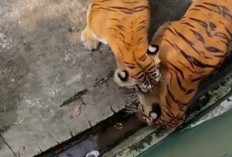 Apa! Harimau Takut Kucing? Masa sih  Yuk Simak Cerita nya 