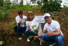 PLN UID S2JB Tanam 3.000 Pohon di Rejang Lebong, Perkuat Ekologi dan Harapan Ekonomi Warga