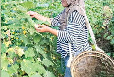 Dari Pekarangan Sempit ke Panen Melimpah, Kisah Linda Menyulam Ketahanan Pangan dari Rumah