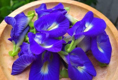 Intip Tanaman Obat Bunga Telang! Si Biru Cantik Penenang dan Antioksidan Alami dari Taman