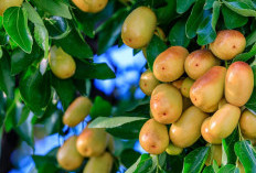 5 Manfaat Jujube, Dijadikan Tanaman Obat Kandungan Gizi dan Cara Konsumsinya