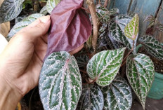 Manfaat Daun Sirih Merah Untuk Kesehatan, Salah Satunya Untuk Mengobati Luka dan Peradangan
