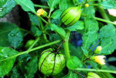 Manfaat Tanaman Obat Buah Ciplukan Untuk Kesehatan