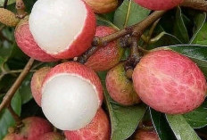 Buah Leci si Kecil Yang Kaya Nutrisi, Ini 7 Manfaat Tanaman Obat Buah Leci Salah Satunya Dapat Mencegah Kanker