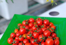 Anda Harus Tahu, Kalu Tomat Bermanfaat Untuk Kesehatan dan Kecantikan