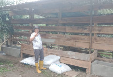 27 Sapi Diterima Pemerintah Desa Jajaran Baru, Kades Ucapkan Terima Kasih ke Bupati dan Wabup Lahat