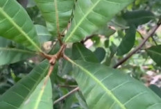 Tanaman Obat Daun Jambu Mentega, Ini Dia Manfaat Daun Jambu Mentega untuk Kesehatan