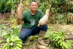 Manfaatkan Pekarangan Rumah, Warga Empat Lawang Wujudkan Ketahanan Pangan Keluarga