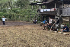 Harga Kopi Rp 40 Ribu per Kg, Petani Bertahan dengan Stok