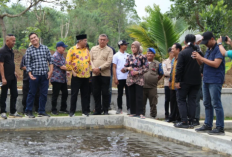 Budidaya Ikan Gunung Kaya, Harapan Baru Pangan Hewani Lahat