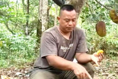 Nangka Bangkok Berbuah Jumbo di Empat Lawang, Kebun Sederhana Mas Timbul Curi Perhatian