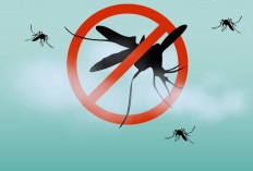 ﻿Rekomendasi 5 Tanaman Pengusir Nyamuk, Yuk Simak