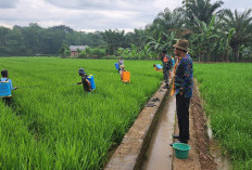  Petani Mulai Membiasakan Pakai Bahan Alami