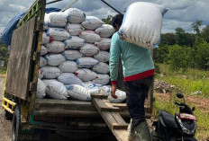 Bulog Lahat Serap 800 Ton Gabah Kering Panen dari Petani