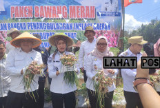 Wabup Widia Panen Perdana Bawang Merah, Serahkan Bantuan Benih Pupuk kepada Gapoktan, Kejar Swasembada Pangan