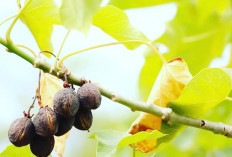 Wajib Tau! Buah Jarak Ternyata Bisa Dijadikan Bahan Bakar 