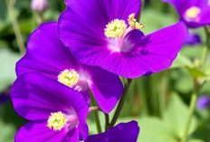 Bunga Telang! Tanaman Obat dengan Rahasia di Balik Keindahannya untuk Kesehatan Mata