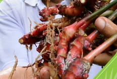 Manfaat Tanaman Obat Jahe Merah untuk Kesehatan, Baik untuk Diet