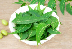 Simak! 5 Khasiat Tanaman Obat Daun Mimba Untuk Kesehatan Tubuh