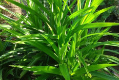 Tanaman Obat Pandan Sebagai Pewangi Alami Makanan Ini Dia Manfaat Kesehatan Daun Pandan