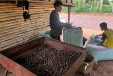 Harga Kopi Robusta di Empat Lawang Anjlok