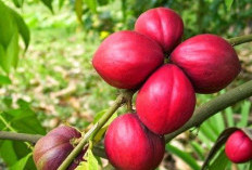 Menguak Manfaat Tersembunyi Tanaman Obat Buah Mahkota Dewa, Eliksir Ajaib dari Pedalaman Papua