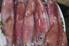 Ternyata ini Manfaat Cumi-Cumi Untuk Kesehatan Tubuh, Cocok Bagi Yang Program Diet