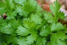 Tanaman Obat Rahasia Diet! Seledri untuk Perut Rata dan Kulit Berseri