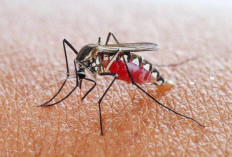 Ketahui Penyebab dan Gejala Penyakit Malaria 