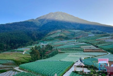 Miliki Keindahan Alam dan Potensi Pertanian, Desa Sukomakmur Desa Agraris di Magelang