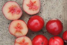 Tanaman Obat Buah Rukam, Si Buah Sepat Kaya Manfaat untuk Pencernaan Sehat dan Kulit Cantik
