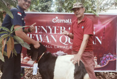 Idul Adha 2026, Citimall Lahat Berikan Hewan Kurban untuk Masyarakat Sekitar