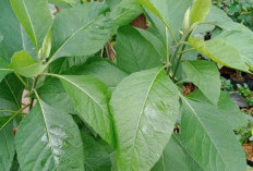 Inilah Tanaman Obat Daun Afrika! Solusi Herbal Anti-inflamasi dan Penurun Gula Darah dari Benua Hitam