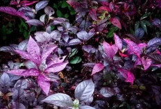 Mengenal Tanaman Obat Daun Ungu, Mempunyai Manfaat Kesehatan
