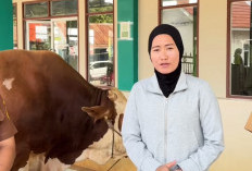 Wabup Widia Ningsih Serahkan Sapi Kurban Presiden RI Seberat 1 Ton di Sirah Pulau
