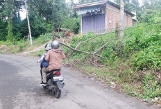 Bahaya! Kabel Listrik 'Terjuntai' Ditimpa Pohon Tumbang 