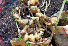 Ini Manfaat Tanaman Obat Jahe untuk Kesehatan, Nomor 5 Baik Untuk Menurunkan Kolestrol