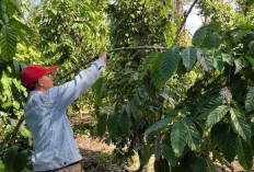 Permintaan Kopi Petik Merah Tinggi, Ini Pernyataan Petani di Empat Lawang