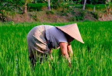 Pemangkasan Anggaran, Pemkab Lahat Fokus Kesejahteraan Petani