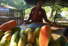 Ramadhan 1446 H, Pepaya California Laris Manis di Kabupaten Lahat 