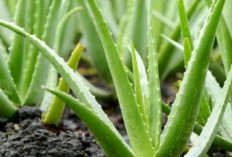 Simak! Tanaman Obat untuk Luka di Payudara yang Bagus dan Aman