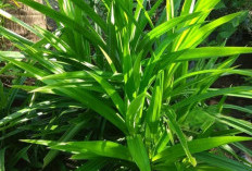 Manfaat Daun Pandan untuk Kesehatan, Ini Dia 7 Khasiat Dari Tanaman Obat Daun Pandan