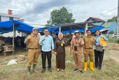 Penyedia Pengadaan Bantuan Sapi dari Bupati Lahat Telah Menjalankan Peraturan Yang Ada